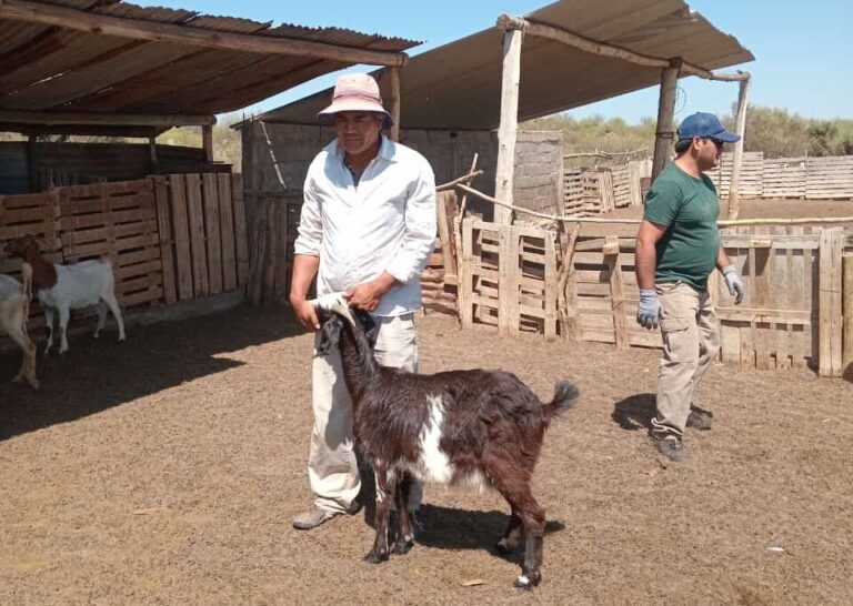 PRODUCTORES CAPRINOS BENEFICIADOS POR EL MUNICIPIO