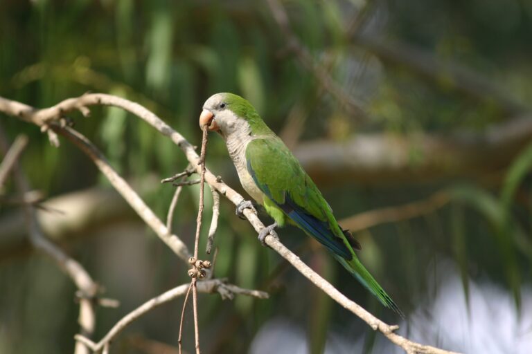 Alerta Epidemiológico: Psitacosis, una enfermedad transmitida por aves infectadas